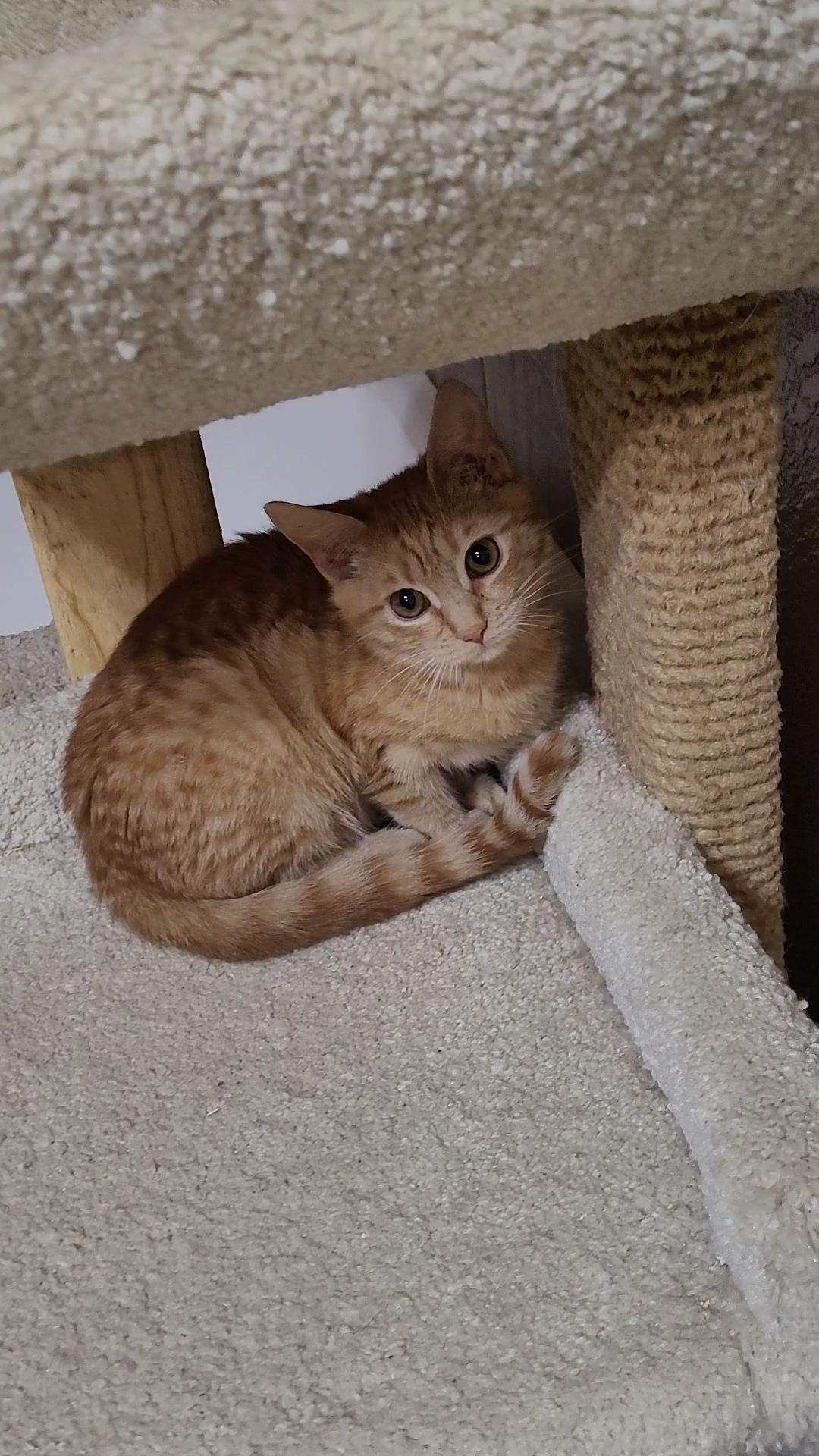 SAMUEL, a ADOPTABLE mixed breed in Escalon, CA image 2/4