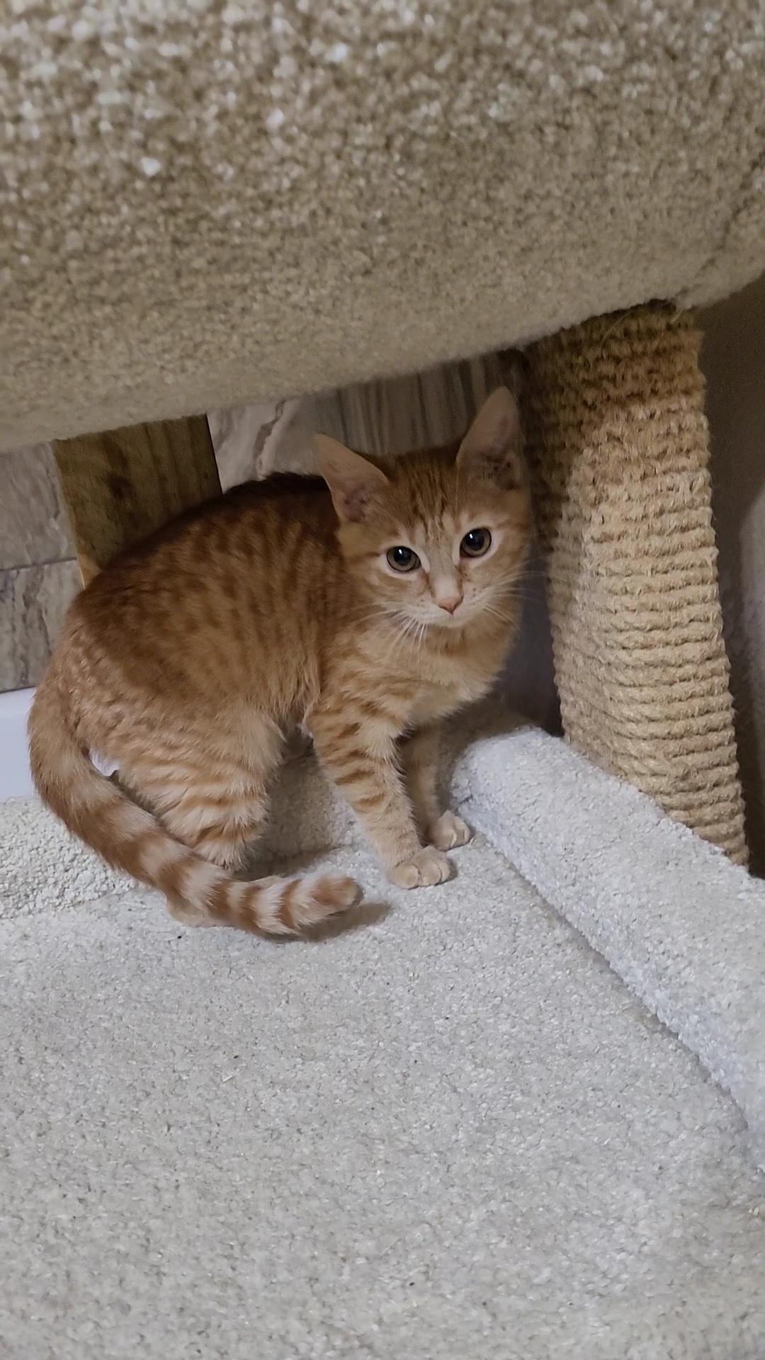 SAMUEL, a ADOPTABLE mixed breed in Escalon, CA image 4/4