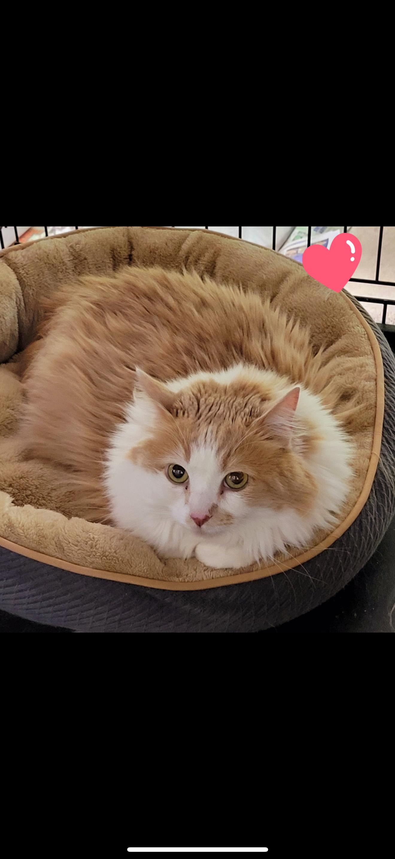 Zeus, Adult Male Domestic Medium Hair