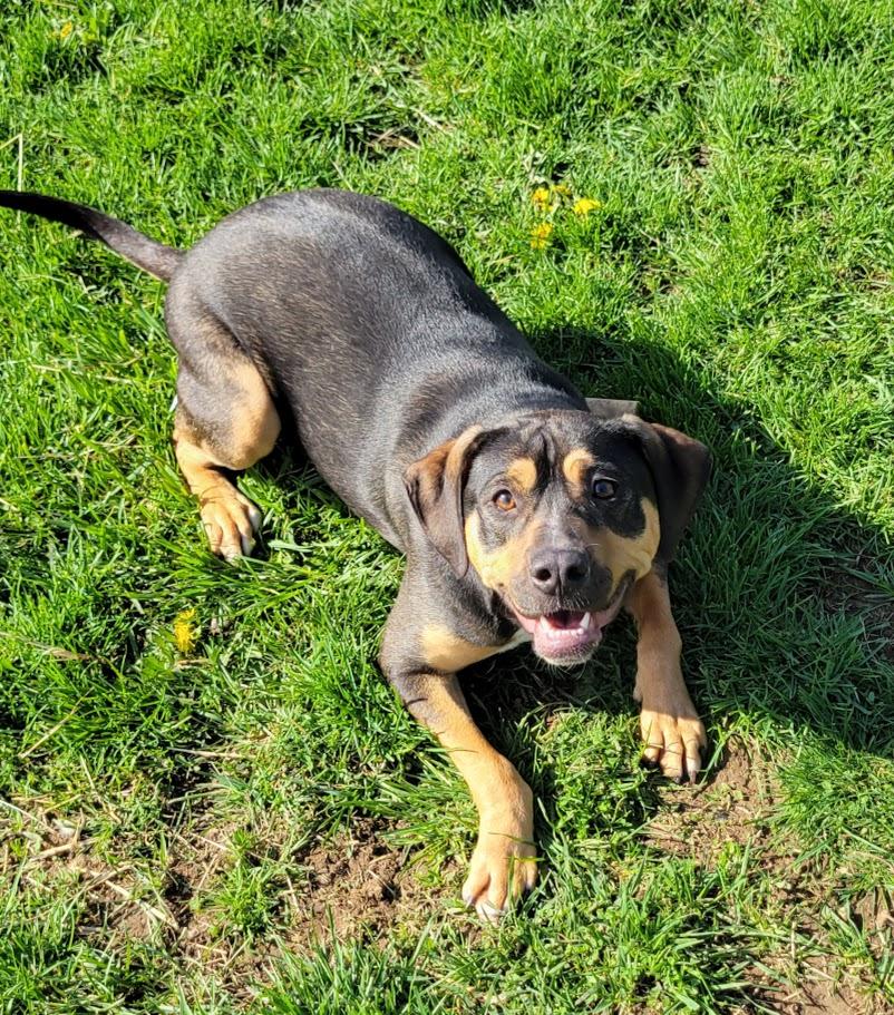 Enlarge Honey Boo, a Adoptable mixed breed in Lisbon, OH image 3/6