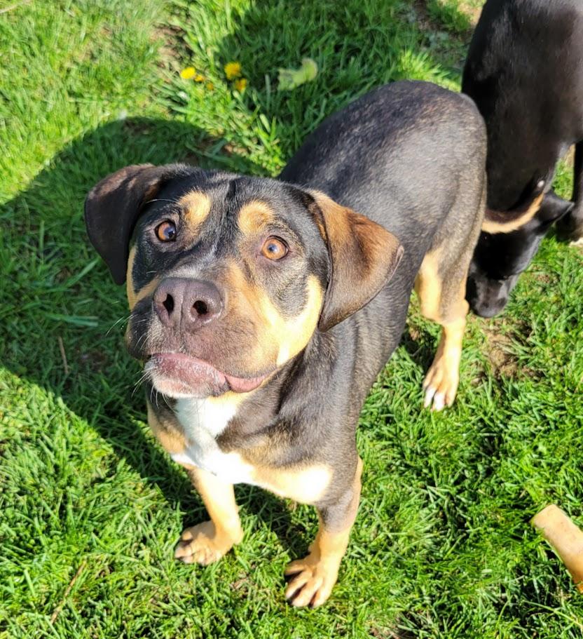 Enlarge Honey Boo, a Adoptable mixed breed in Lisbon, OH image 6/6