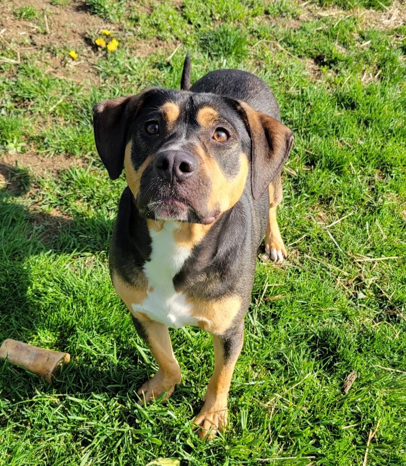 Honey Boo, Adoptable, Young Female Pit Bull Terrier & Shepherd.