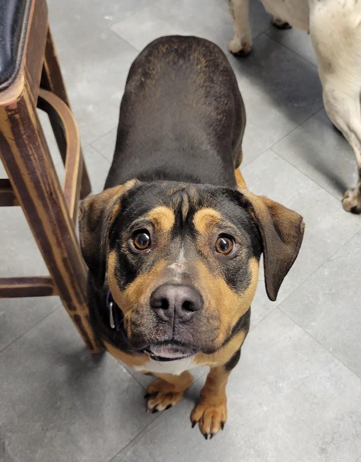 Enlarge Honey Boo, a Adoptable mixed breed in Lisbon, OH image 4/6