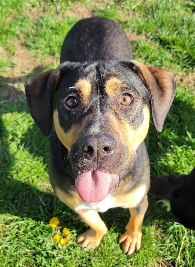 Enlarge Honey Boo, a Adoptable mixed breed in Lisbon, OH image 2/6