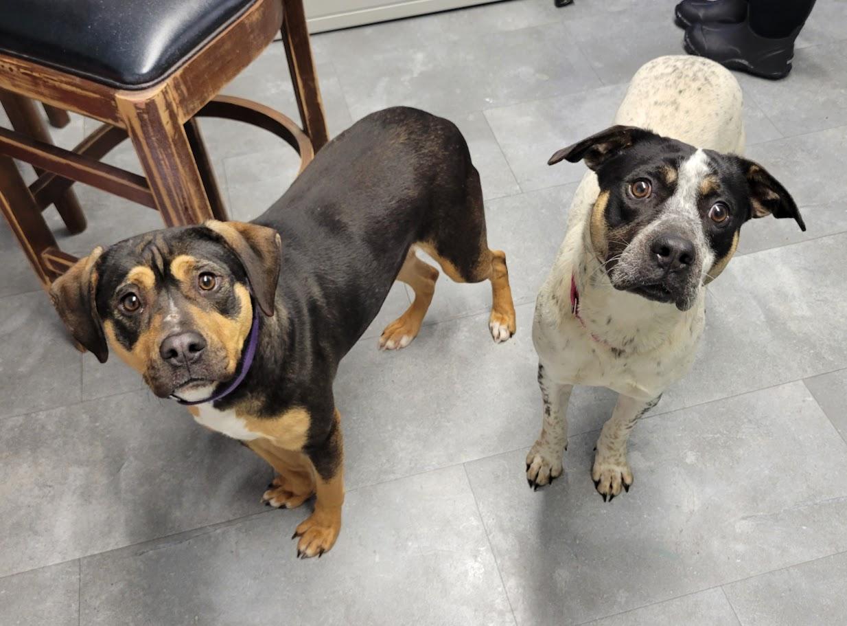 Enlarge Honey Boo, a Adoptable mixed breed in Lisbon, OH image 5/6