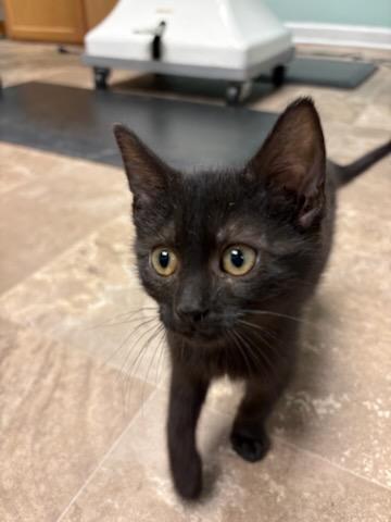 Enlarge Elizabeth Swann, a ADOPTABLE Domestic Short Hair in Boone, IA image 2/4