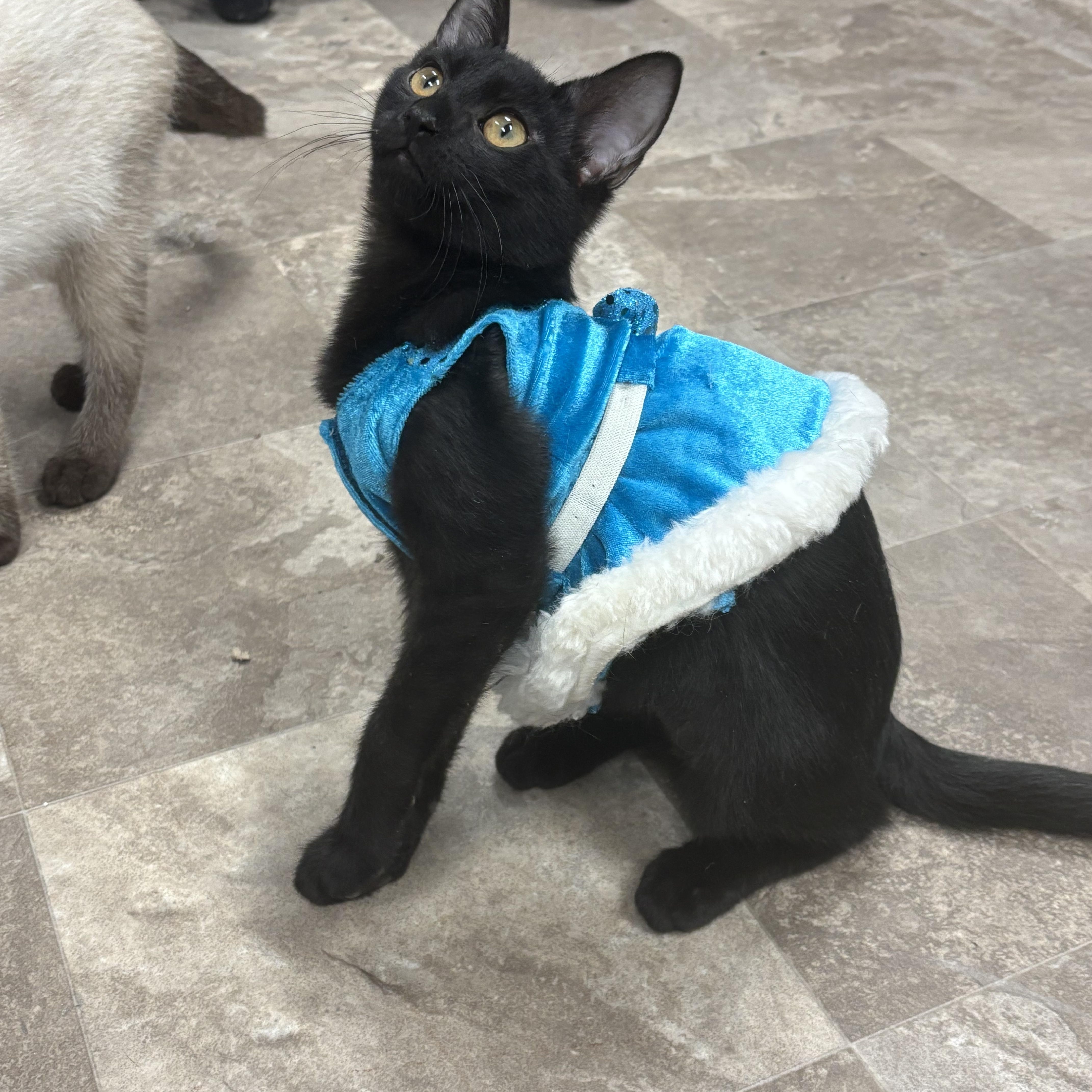 Enlarge Elizabeth Swann, an adoptable Domestic Short Hair in Boone, IA image 2/5