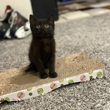 Elizabeth Swann, ADOPTABLE, Kitten Female Domestic Short Hair.