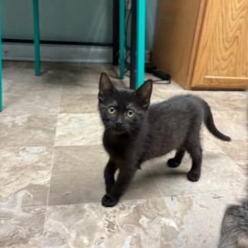 Enlarge Elizabeth Swann, a ADOPTABLE Domestic Short Hair in Boone, IA image 3/4