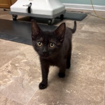 Enlarge Elizabeth Swann, a ADOPTABLE Domestic Short Hair in Boone, IA image 4/4