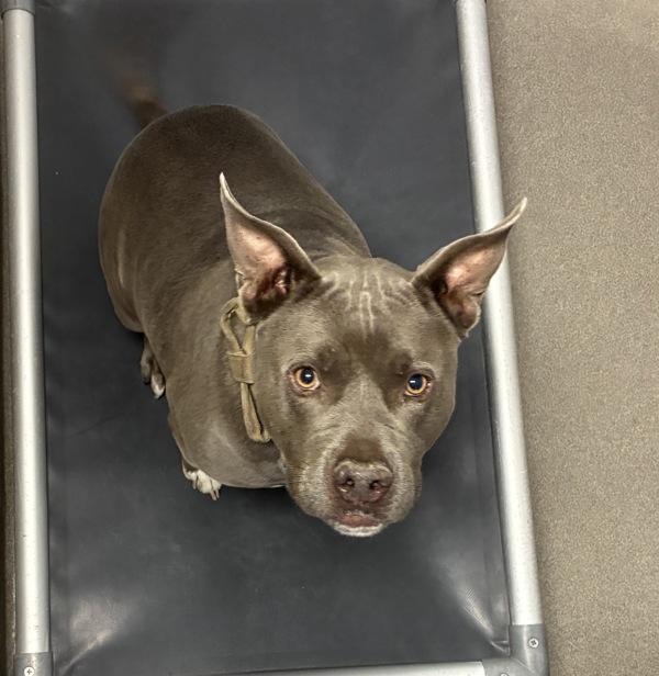 *Hippo Bobamus*, Adoptable, Adult Male American Bully.
