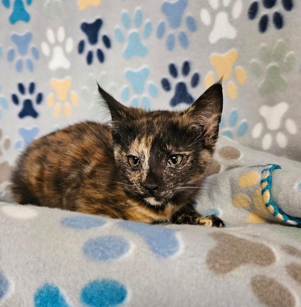 Enlarge Sue, a Adoptable mixed breed in Wabash, IN image 1/1