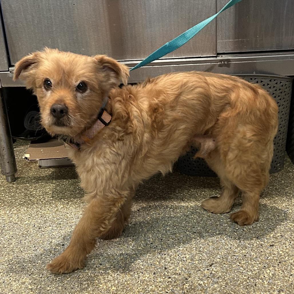Cinnabon*, Adoptable, Senior Male Terrier.