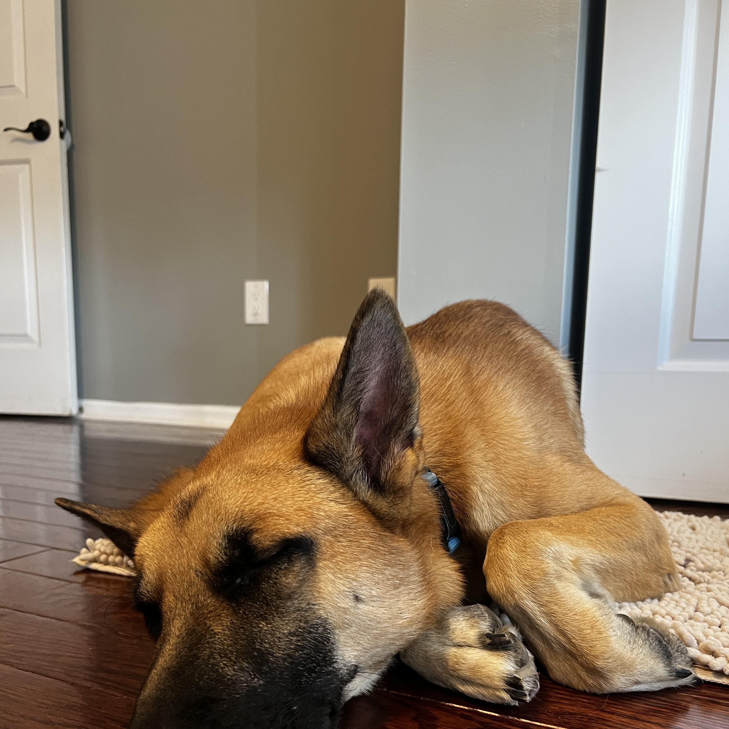 Loki, an adopted German Shepherd Dog in Cincinnati, OH image 5/5