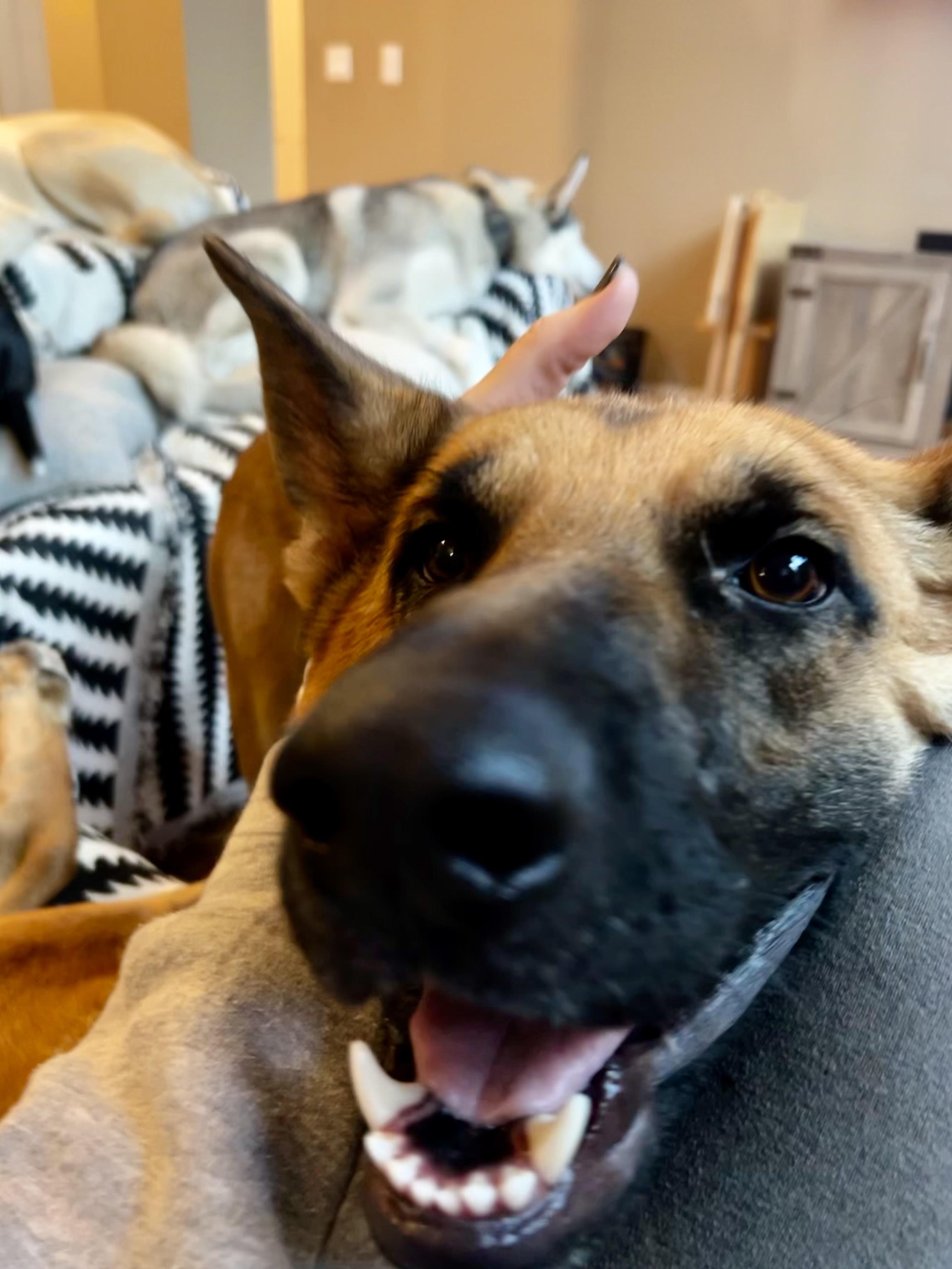Loki, an adopted German Shepherd Dog in Cincinnati, OH image 2/5