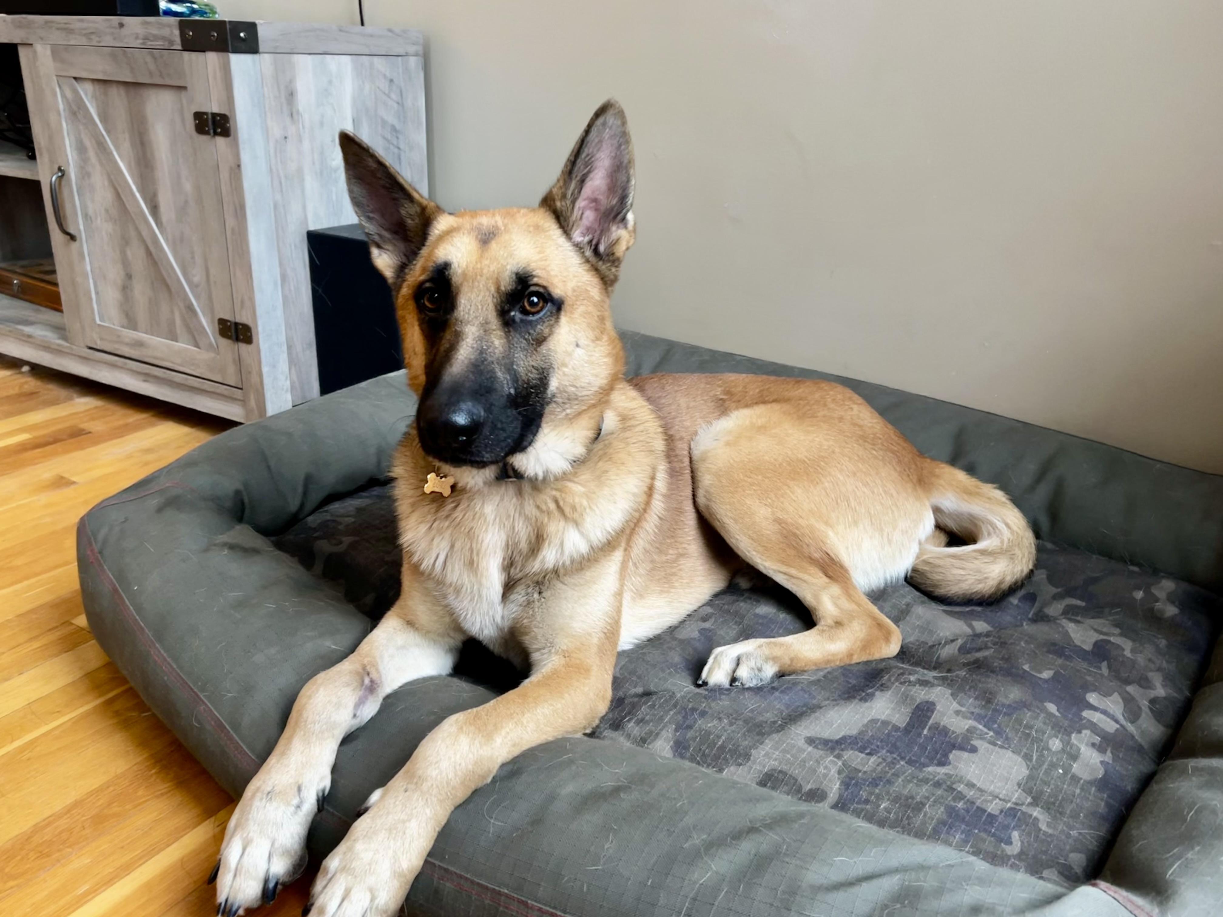 Loki, adopted, Young Male German Shepherd Dog.