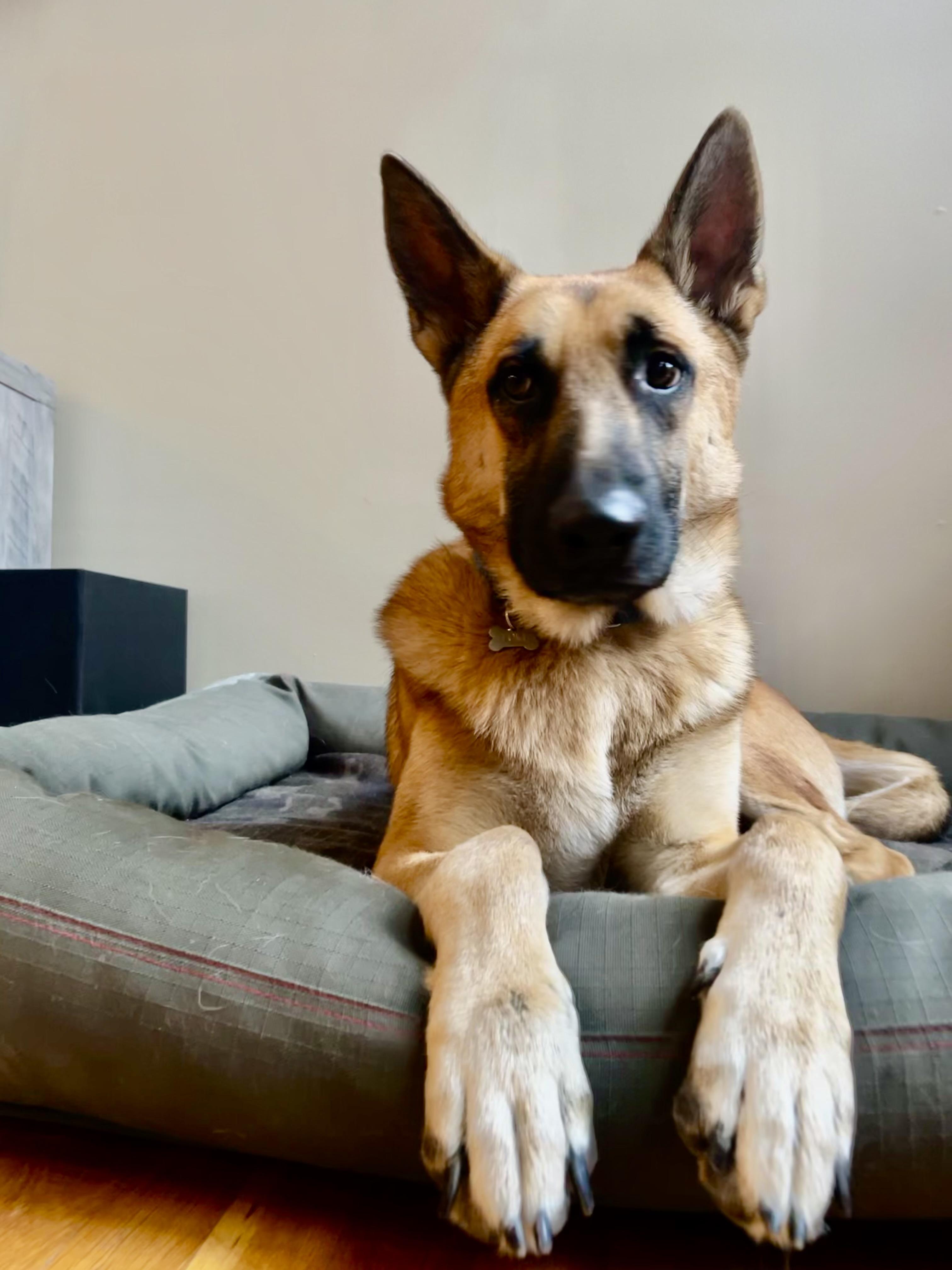 Loki, an adopted German Shepherd Dog in Cincinnati, OH image 3/5