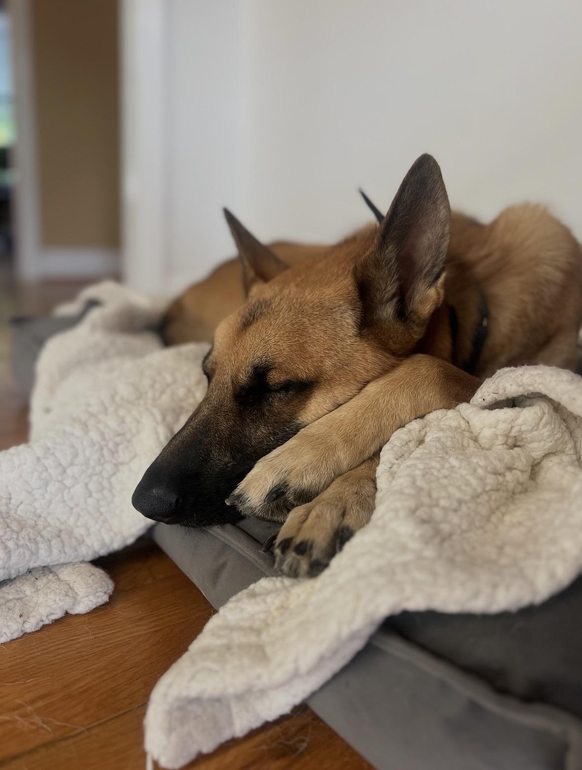 Loki, an adopted German Shepherd Dog in Cincinnati, OH image 4/5