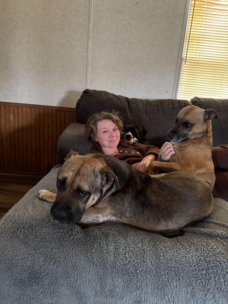 Titus, a Adoptable American Bulldog in Chattanooga, TN image 1/5