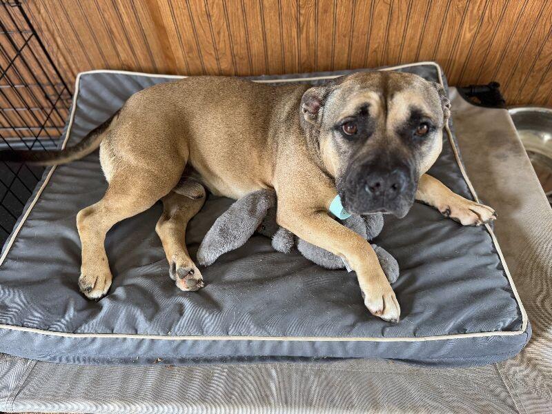 Titus, a Adoptable American Bulldog in Chattanooga, TN image 4/5