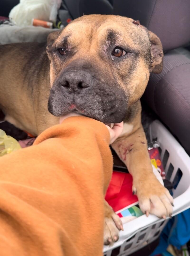 Titus, a Adoptable American Bulldog in Chattanooga, TN image 5/5