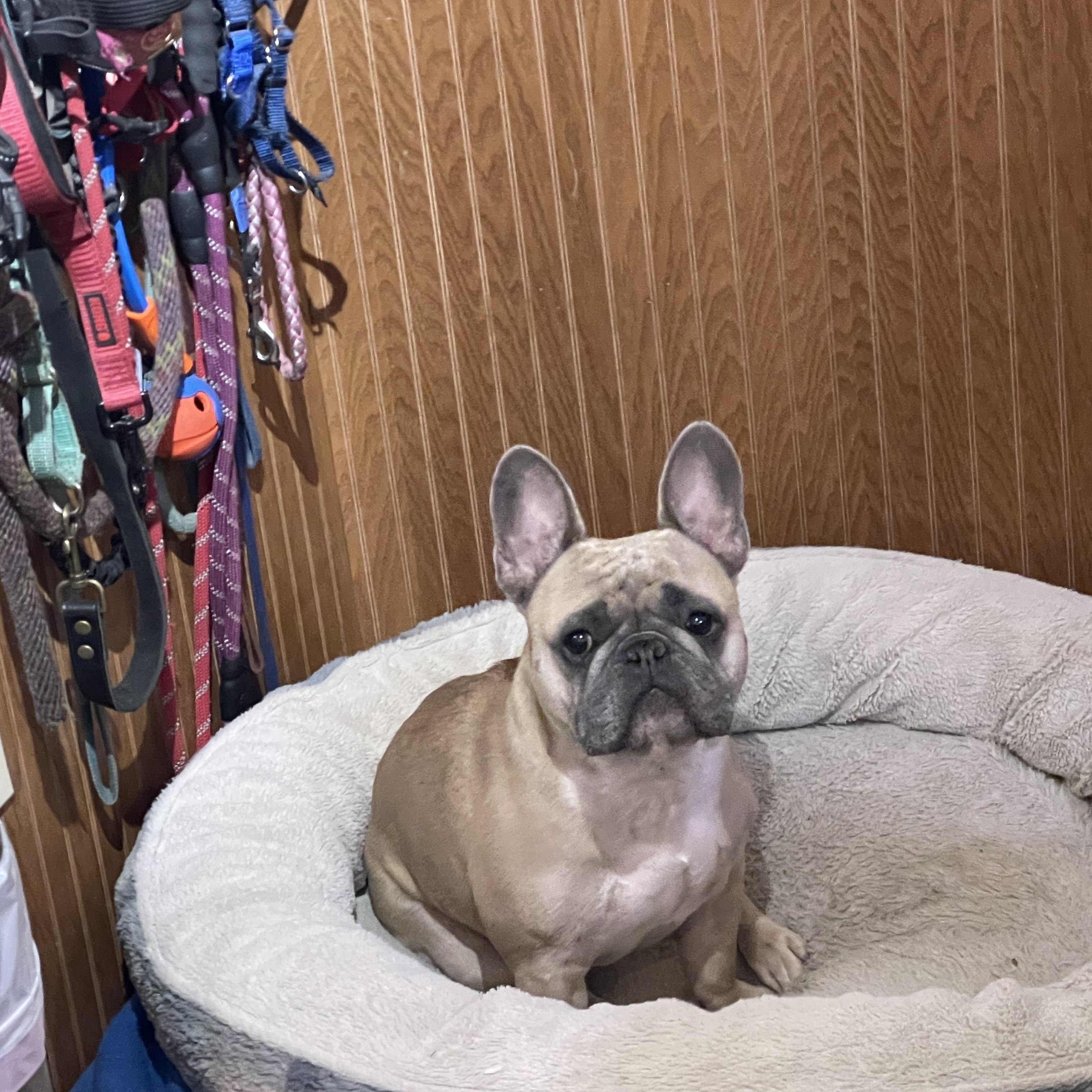 Enlarge Teddy, an adopted French Bulldog in Bridgton, ME image 3/4