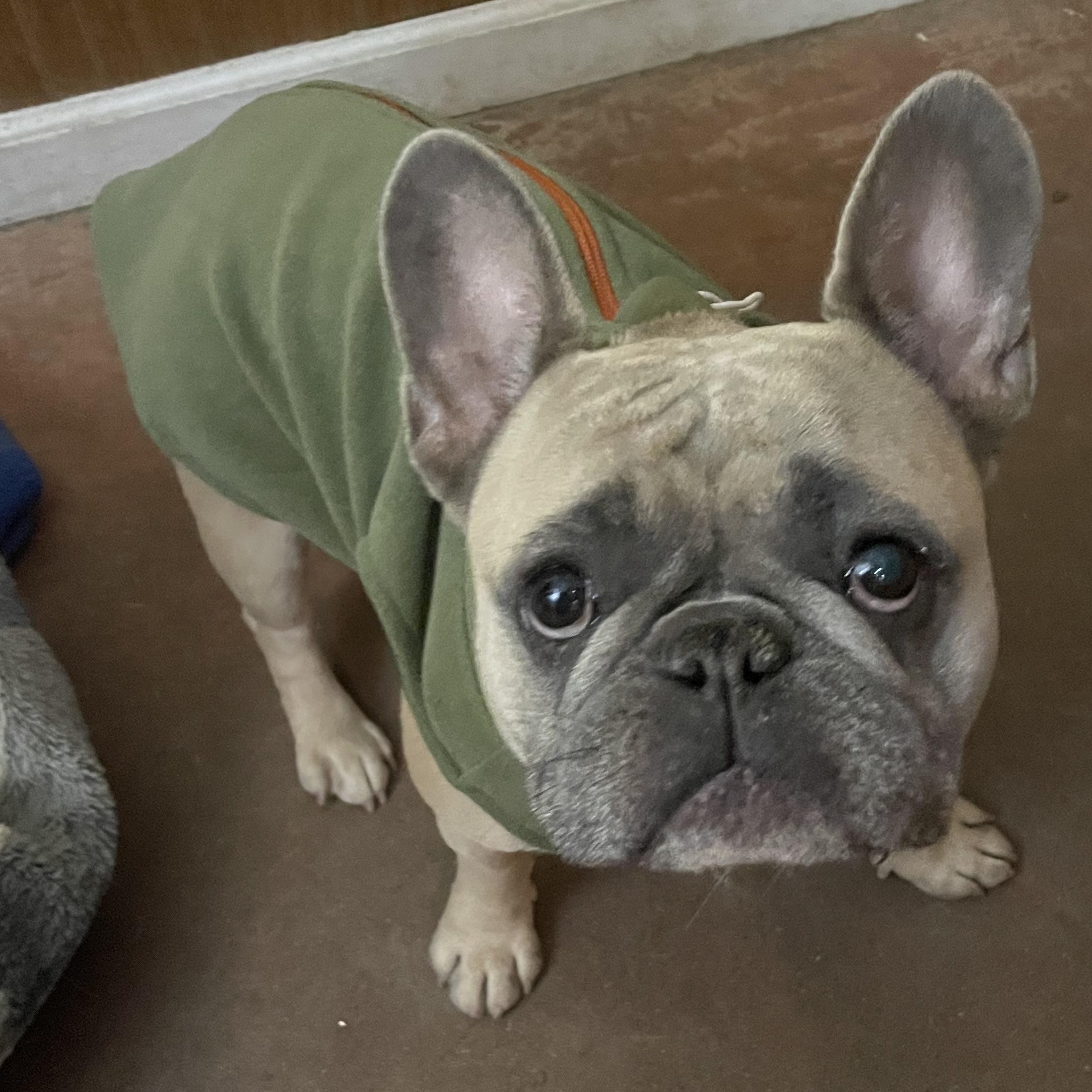 Enlarge Teddy, an adopted French Bulldog in Bridgton, ME image 2/4