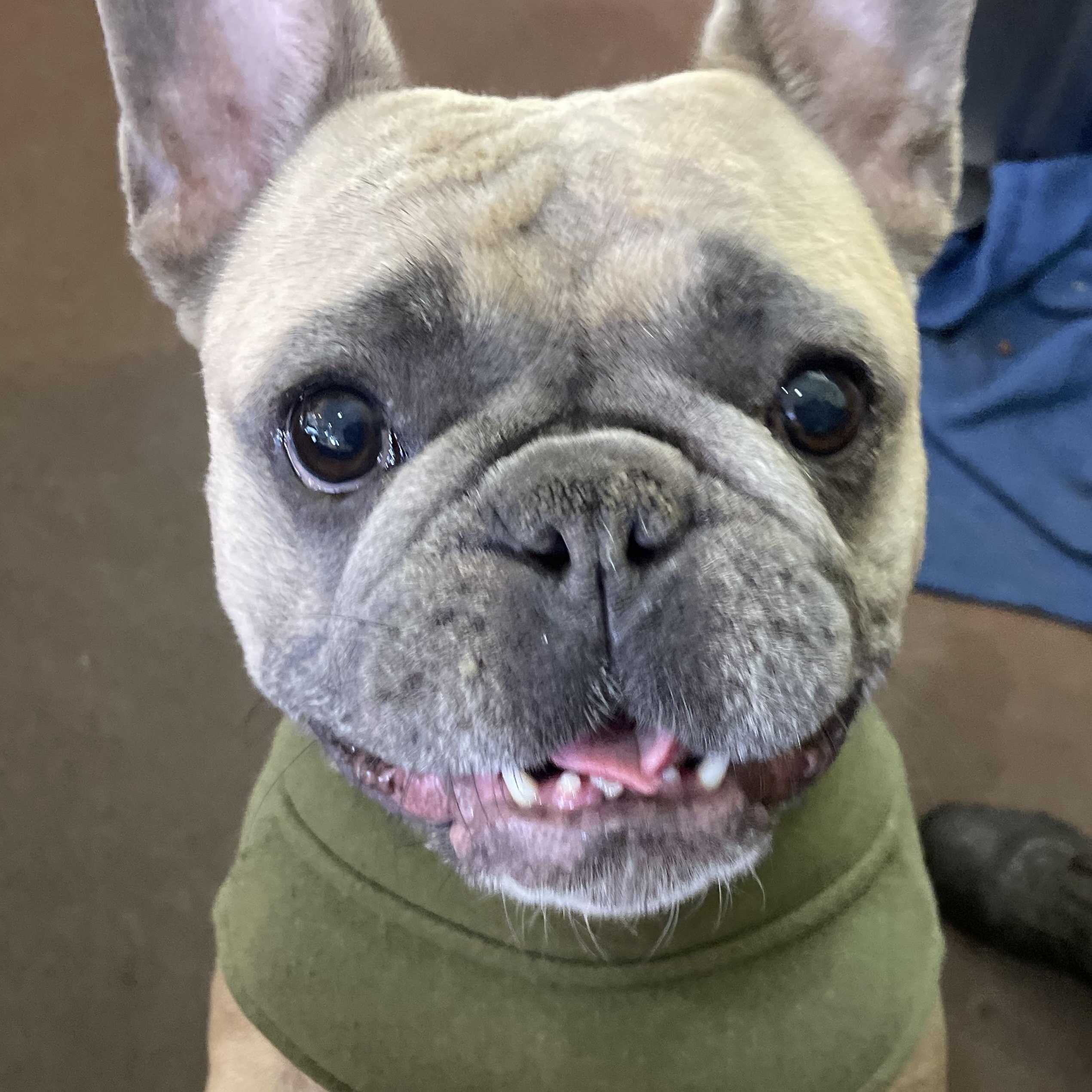 Teddy, adopted, Adult Male French Bulldog.
