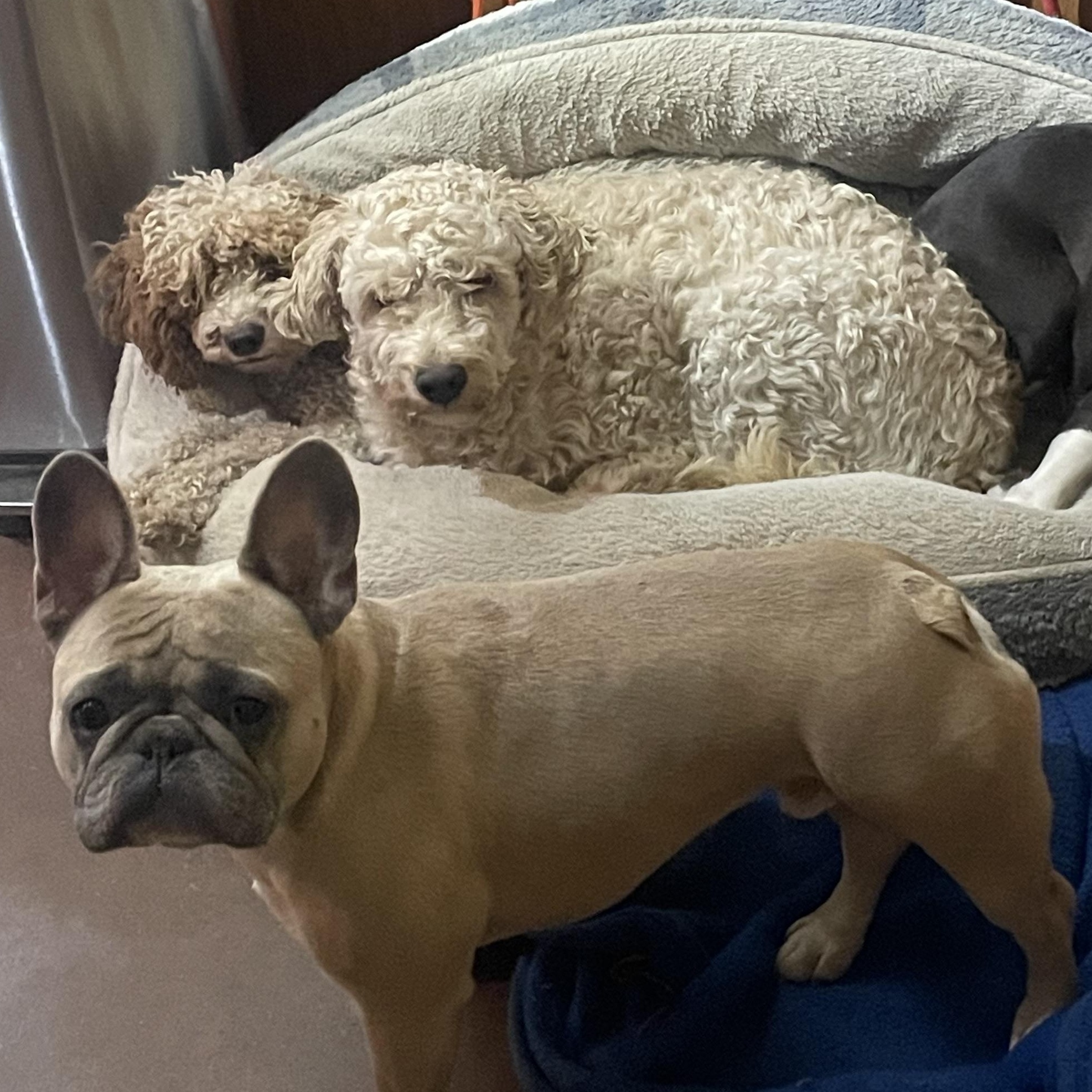 Enlarge Teddy, an adopted French Bulldog in Bridgton, ME image 4/4