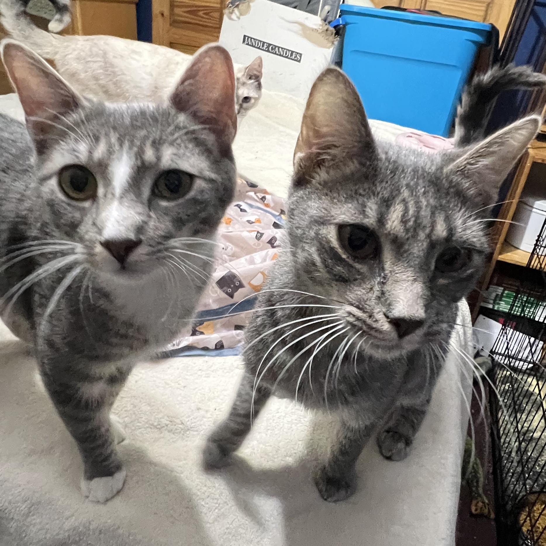 Otis and Olivia, a Adoptable Domestic Short Hair image 1/4