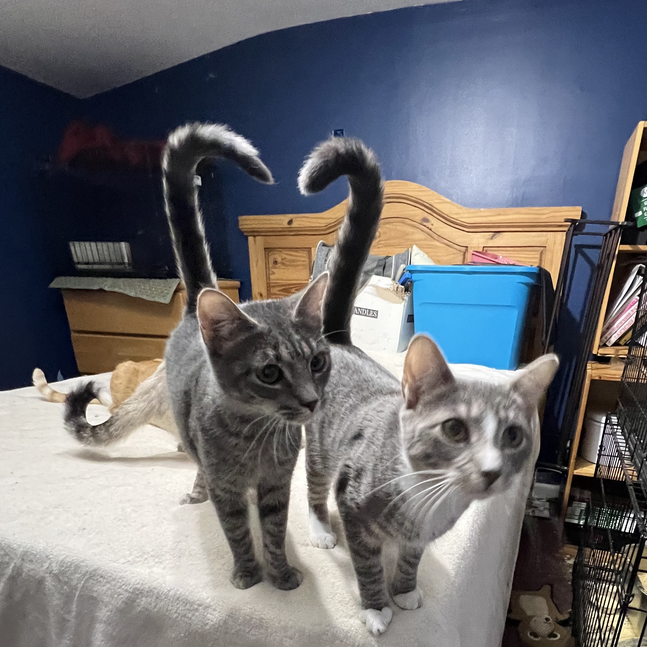 Otis and Olivia, a Adoptable Domestic Short Hair image 2/4