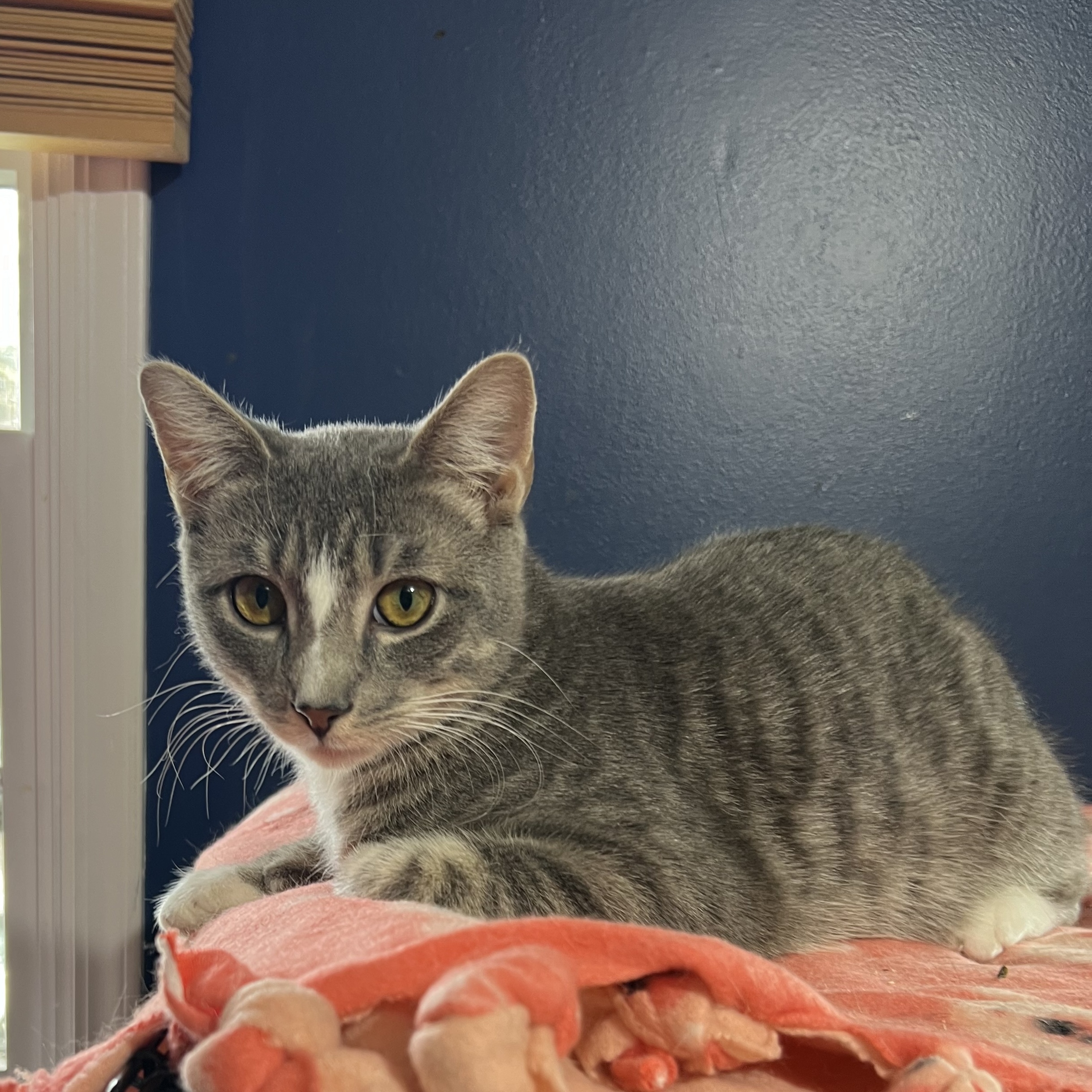 Otis and Olivia, a Adoptable Domestic Short Hair image 3/4