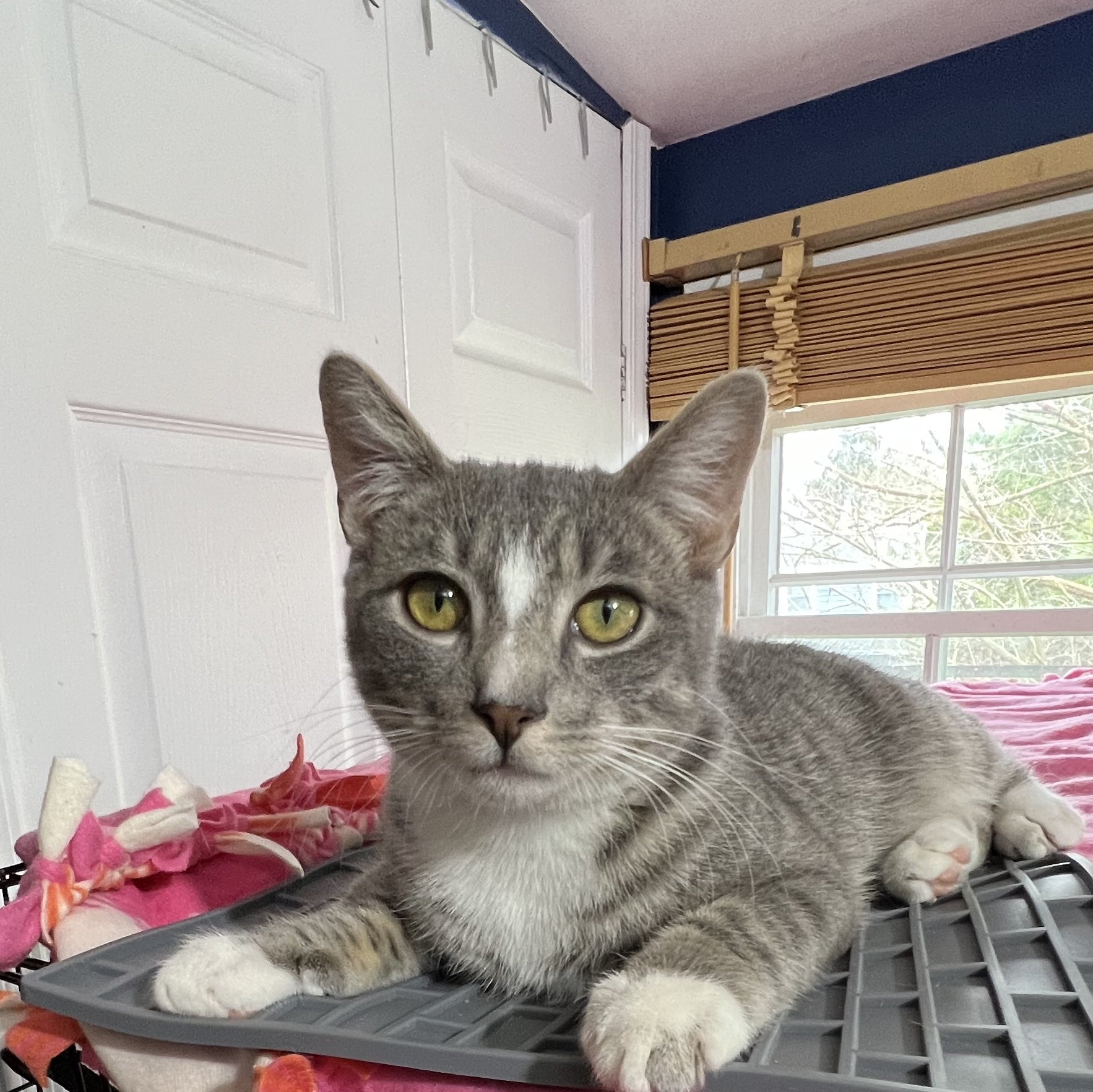 Otis and Olivia, a Adoptable Domestic Short Hair image 4/4