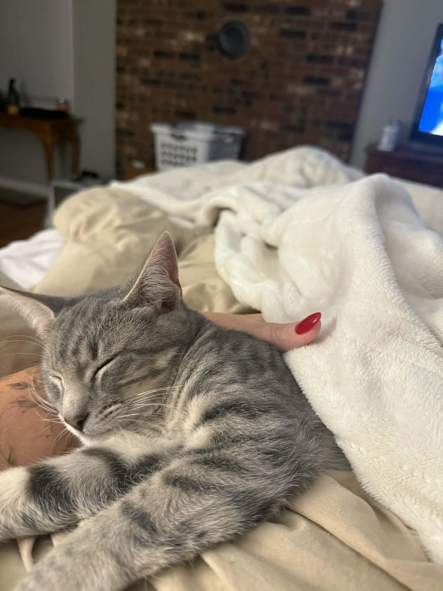 Tony, adopted, Kitten Male Domestic Short Hair.