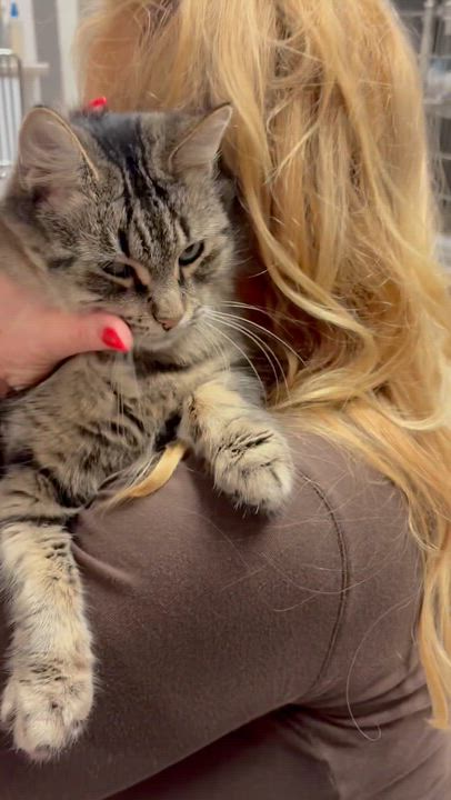 Enlarge Audrey, an adopted mixed breed in North Kingstown, RI video 5/6