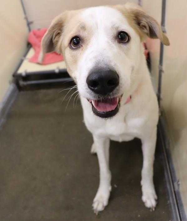 Enlarge Marley Mae, a Adoptable mixed breed in Sioux City, IA image 1/1