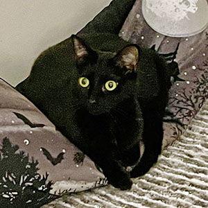 Sassy Sally, Adoptable, Young Female Domestic Short Hair.