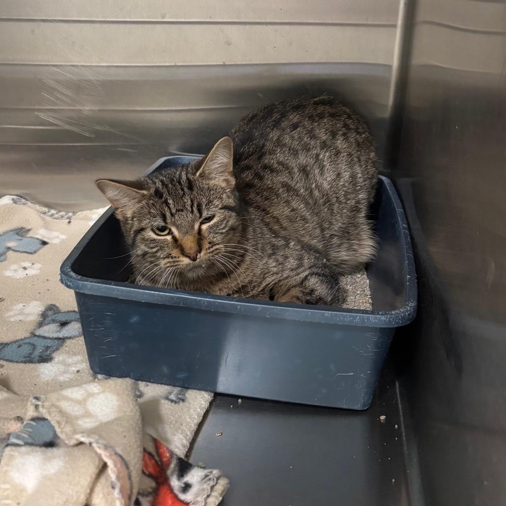 Enlarge Jamie, a Adoptable Domestic Short Hair in Brookfield, MO image 2/2