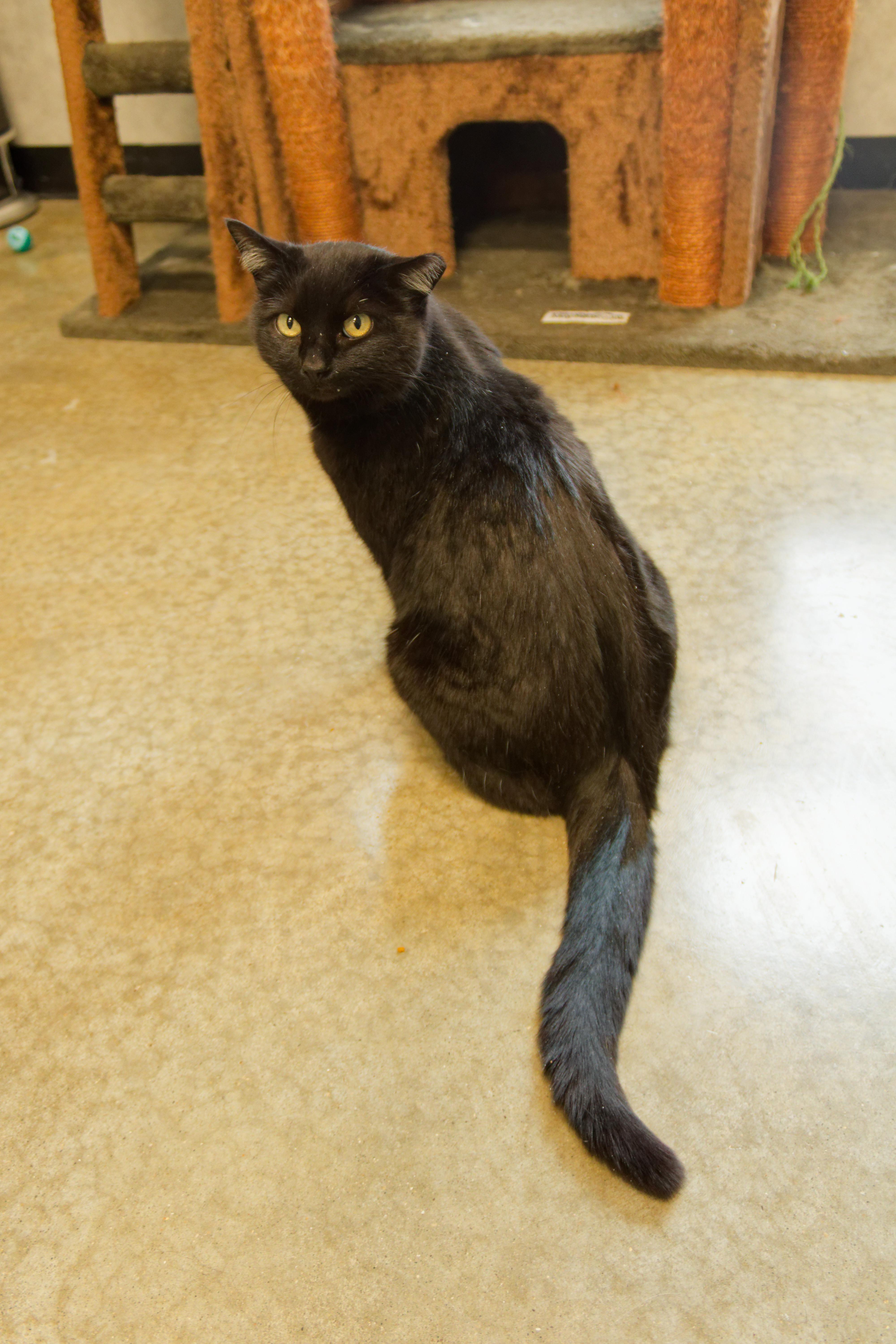 Enlarge Gidget, a ADOPTABLE mixed breed in Urbana, OH image 2/6