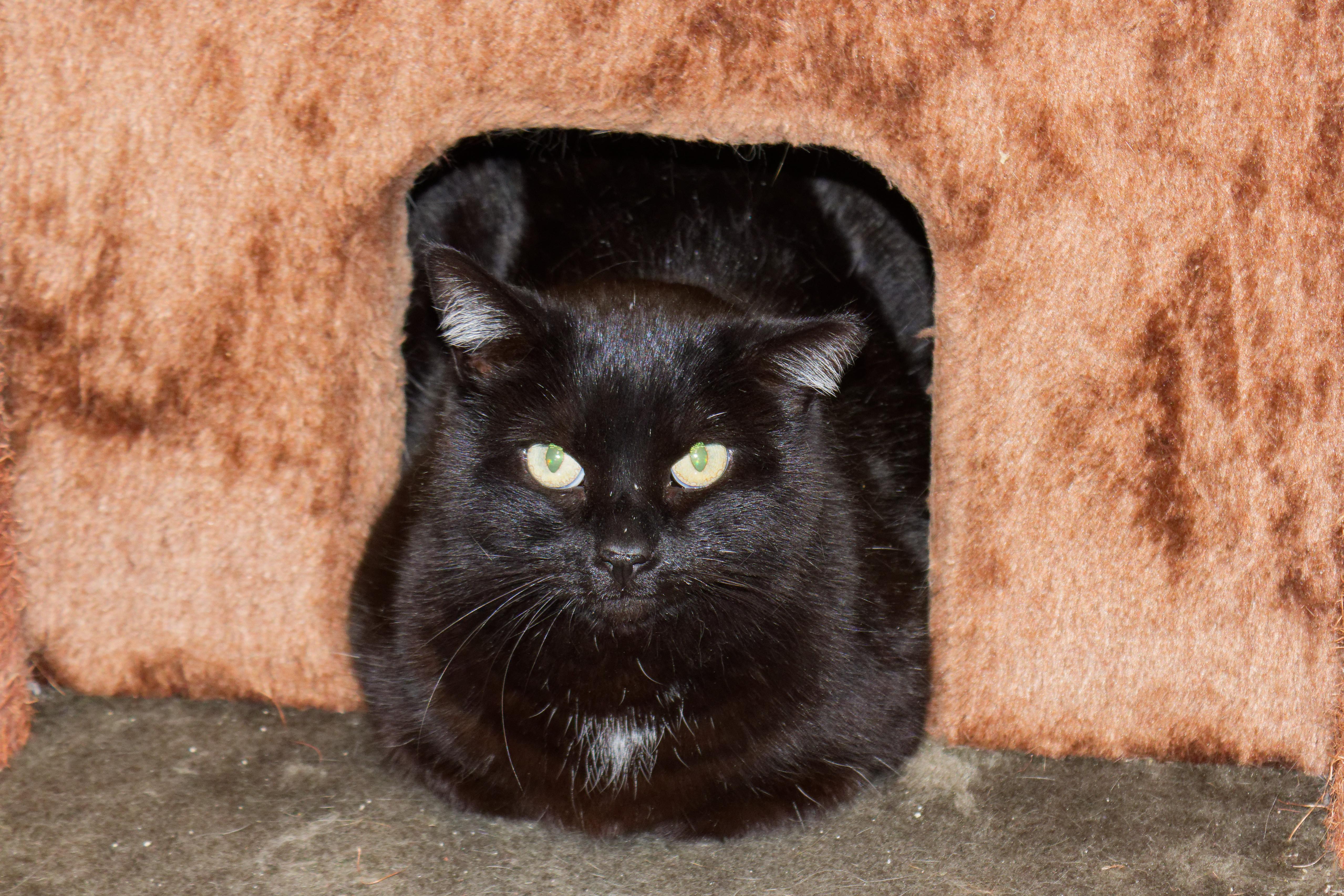 Enlarge Gidget, a ADOPTABLE mixed breed in Urbana, OH image 3/6