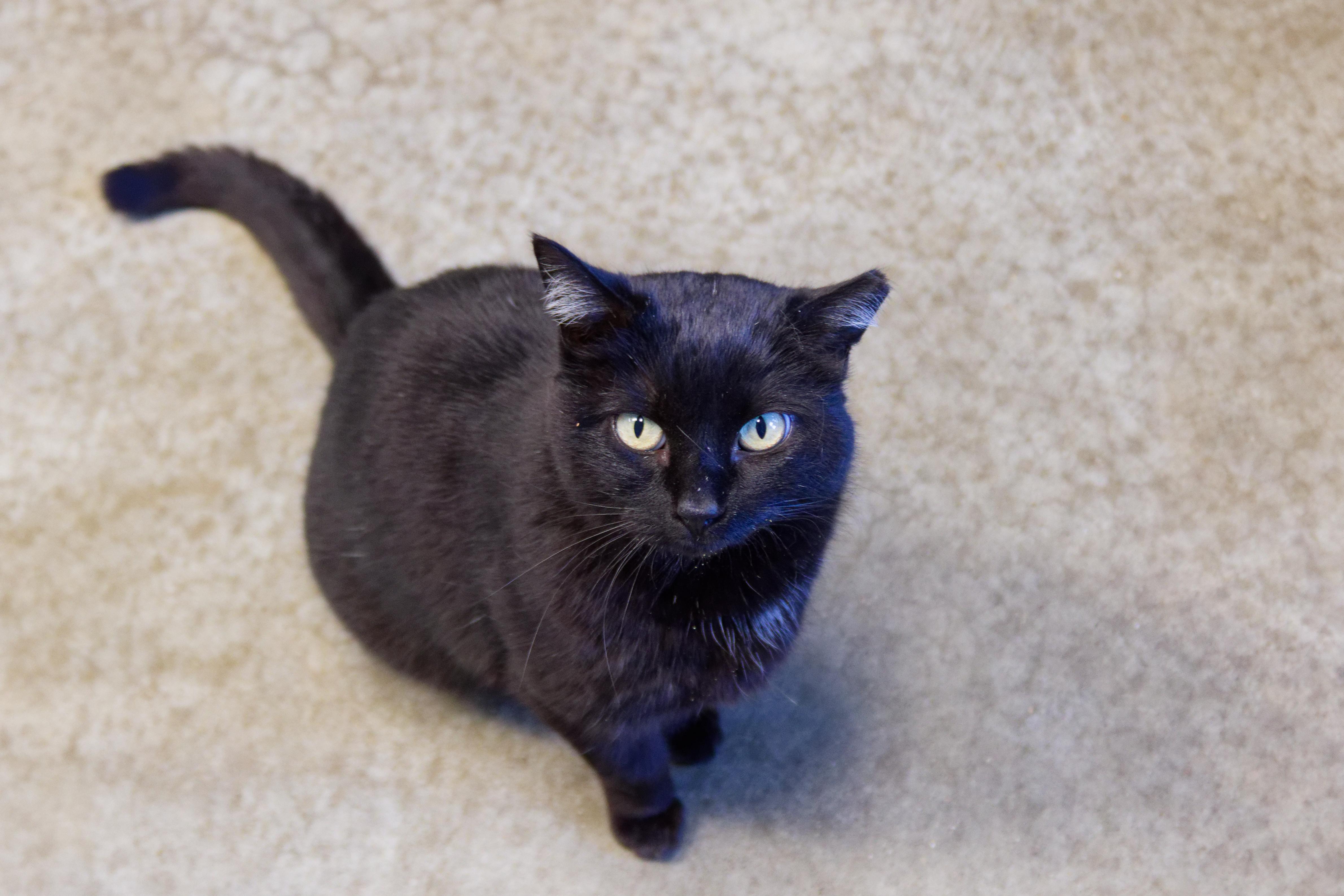Enlarge Gidget, a ADOPTABLE mixed breed in Urbana, OH image 1/6