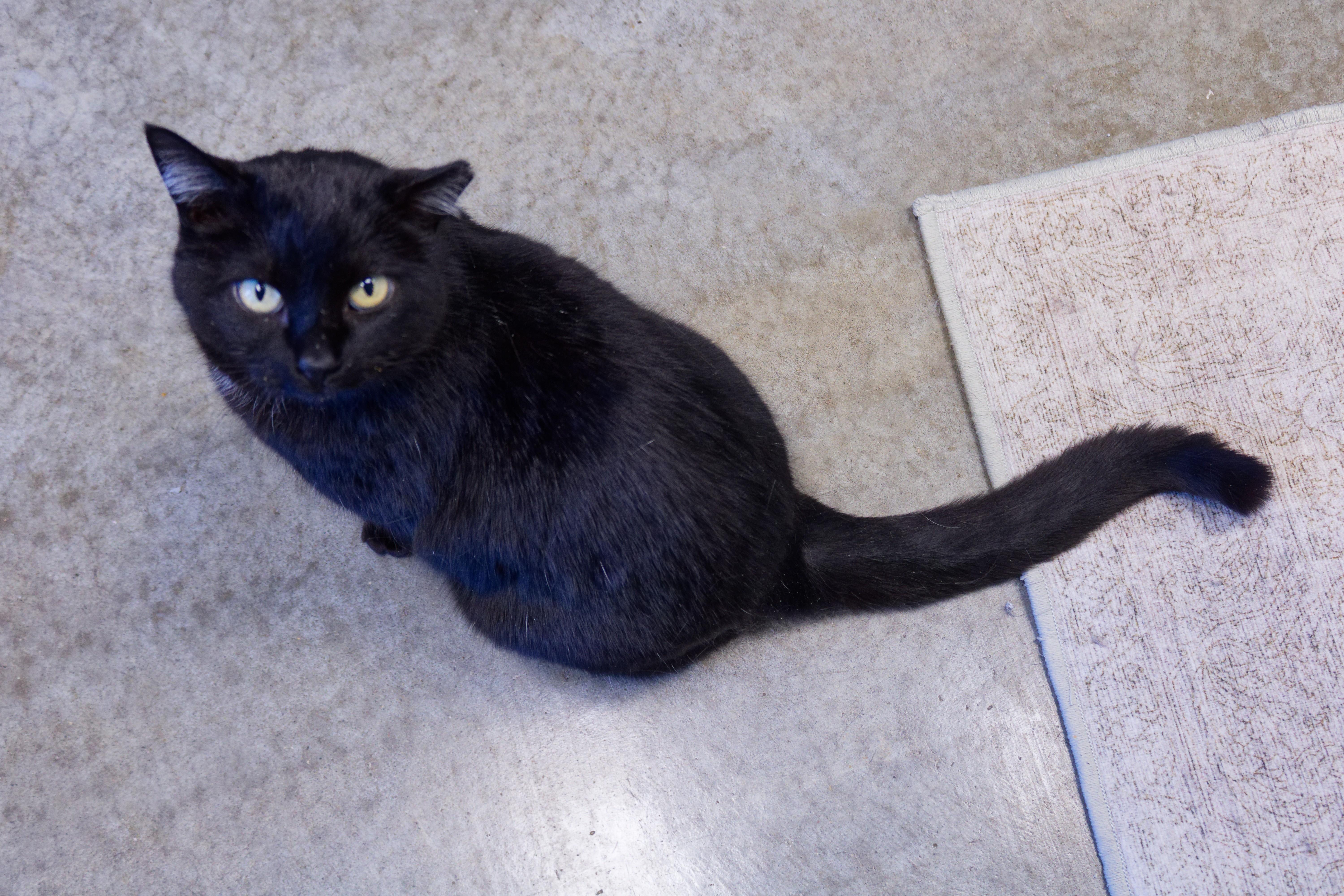 Enlarge Gidget, a ADOPTABLE mixed breed in Urbana, OH image 4/6