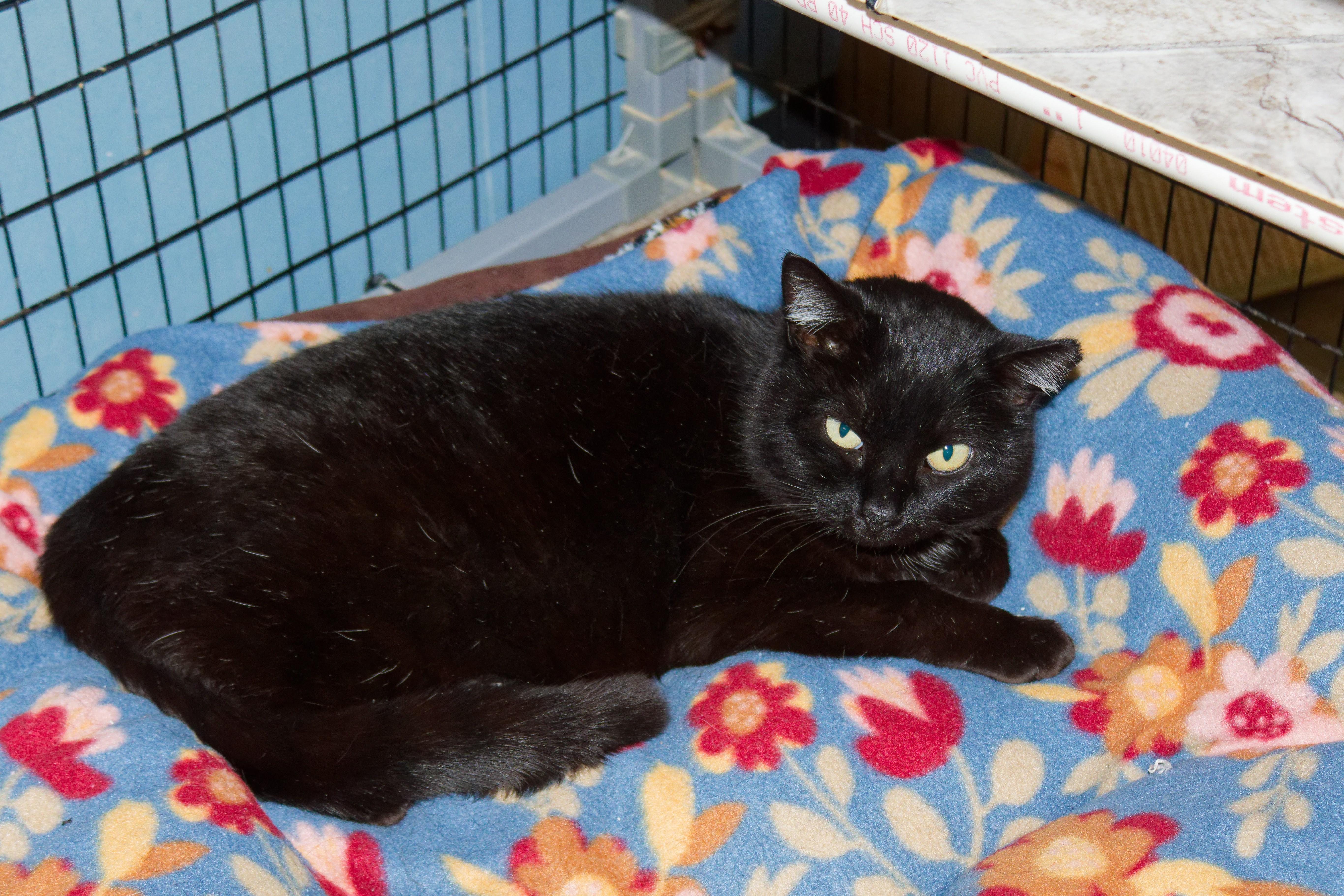 Enlarge Gidget, a ADOPTABLE mixed breed in Urbana, OH image 6/6