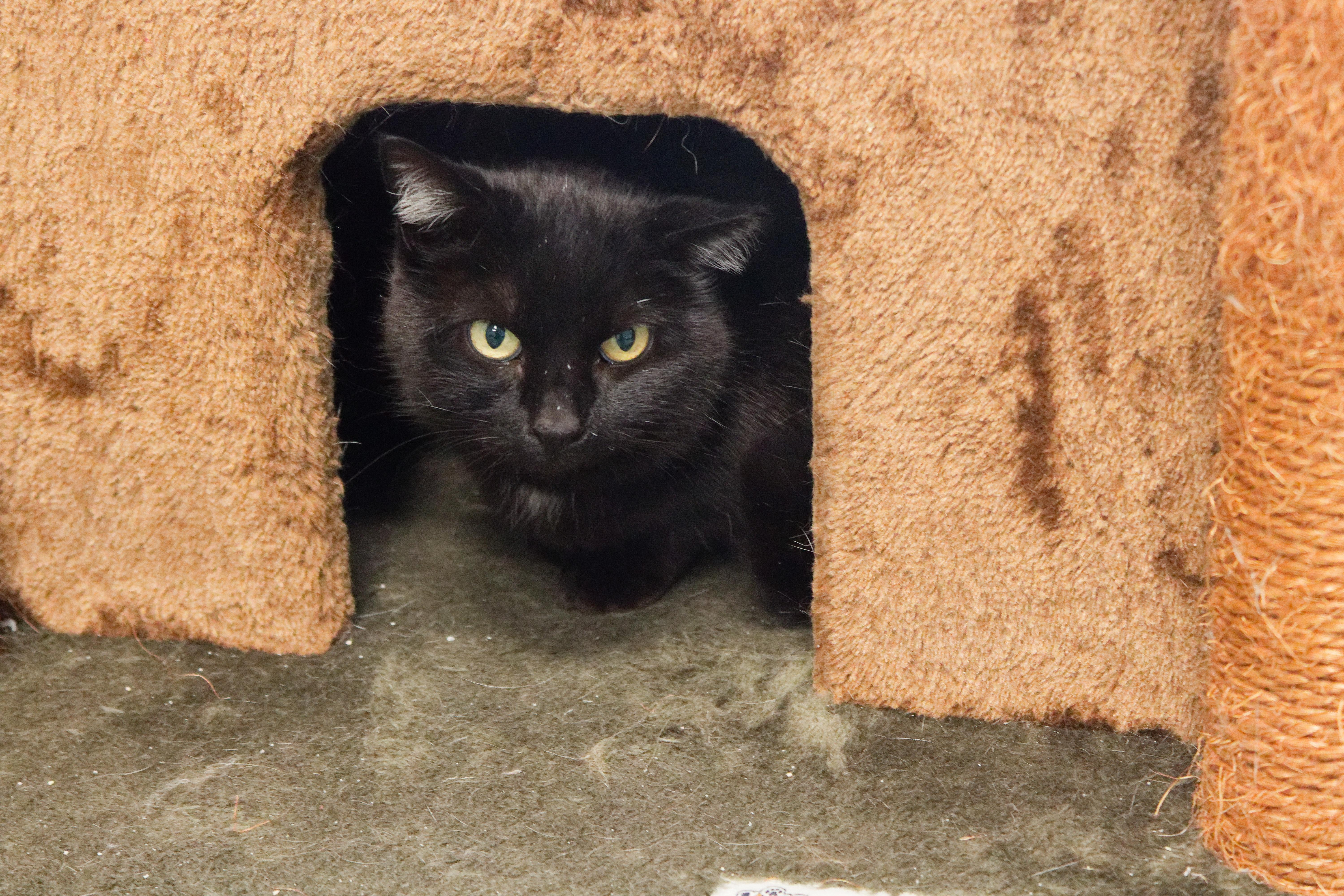 Enlarge Gidget, a ADOPTABLE mixed breed in Urbana, OH image 5/6