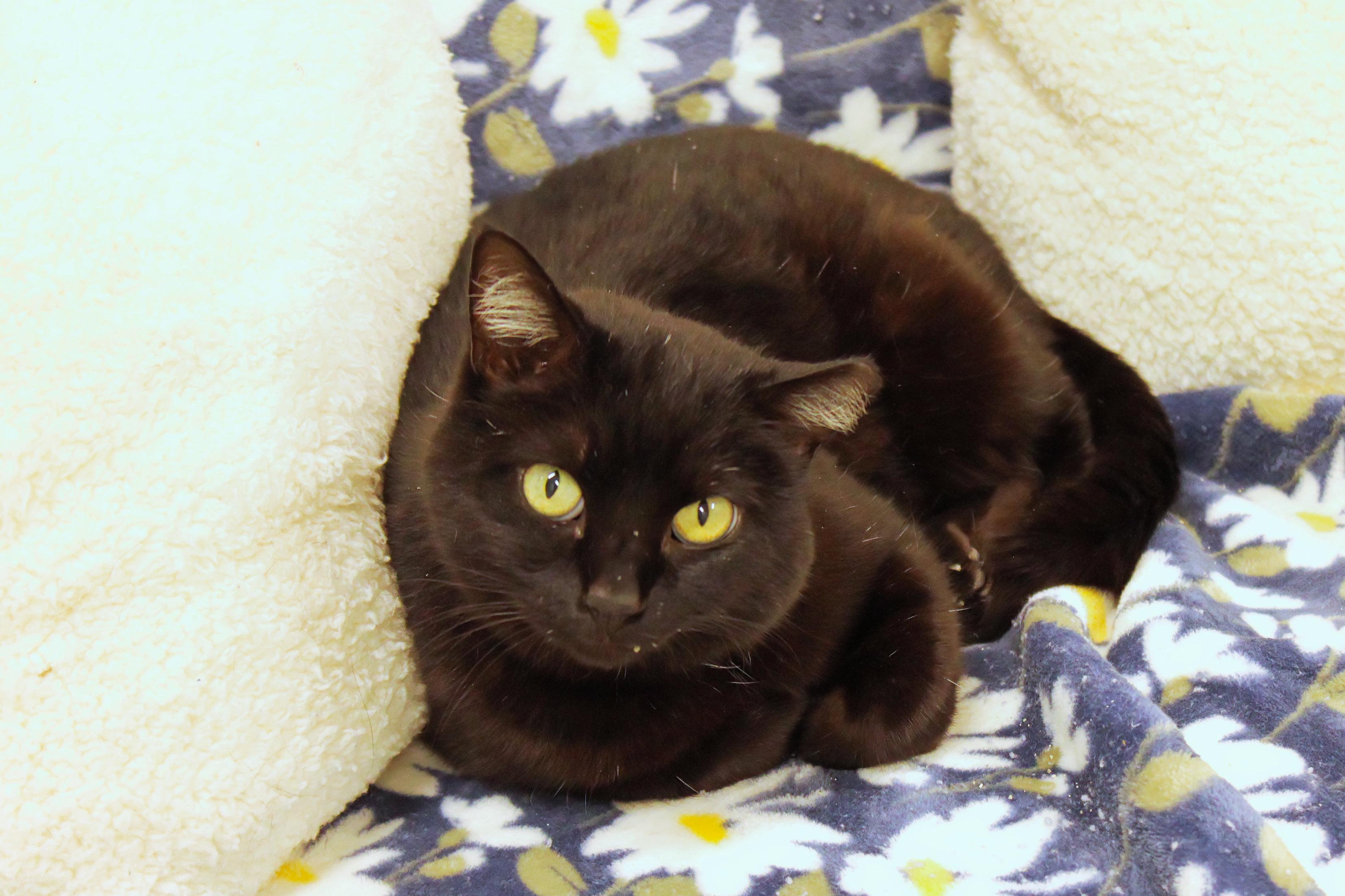 Gidget, a ADOPTABLE mixed breed in Urbana, OH image 1/6