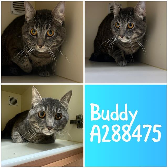 BUDDY, Adoptable, Young Male Domestic Short Hair.