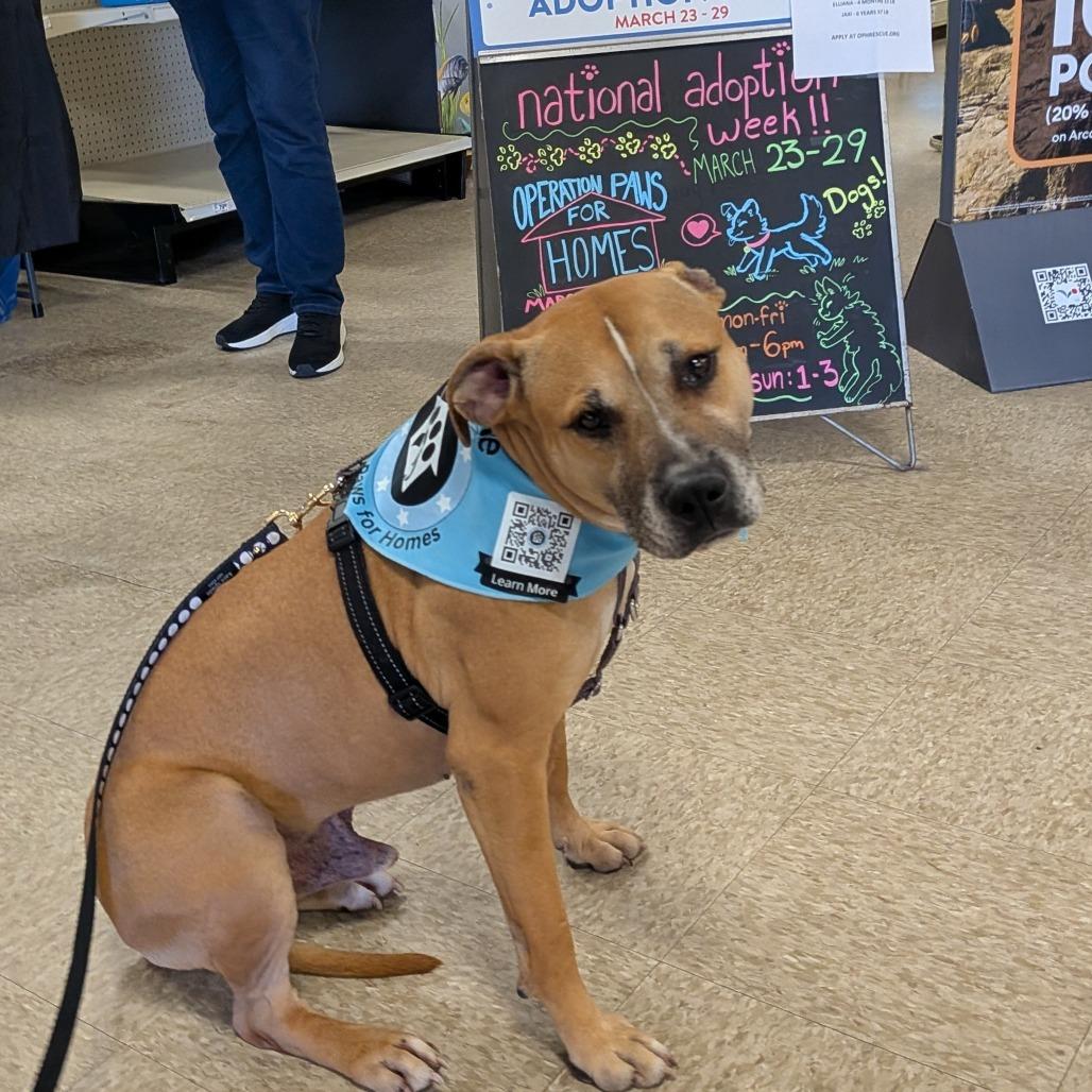 Enlarge Jaxi - Fee Sponsored + Free Training!, a Adoptable mixed breed in Ijamsville, MD image 1/6