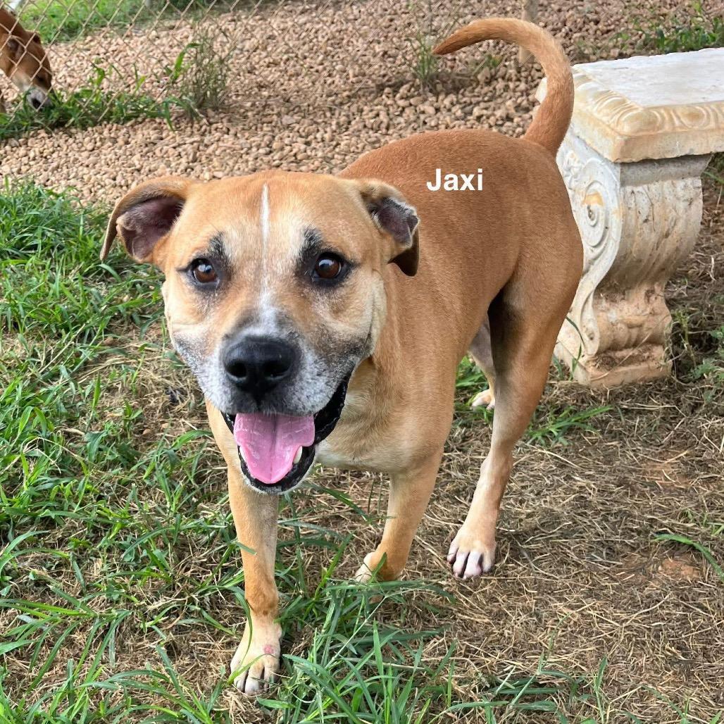 Jaxi - Fee Sponsored + Free Training!, Adoptable, Adult Male Pit Bull Terrier & Mixed Breed.