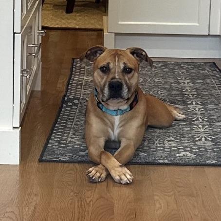 Enlarge Jaxi - Fee Sponsored + Free Training!, a Adoptable mixed breed in Ijamsville, MD image 3/6