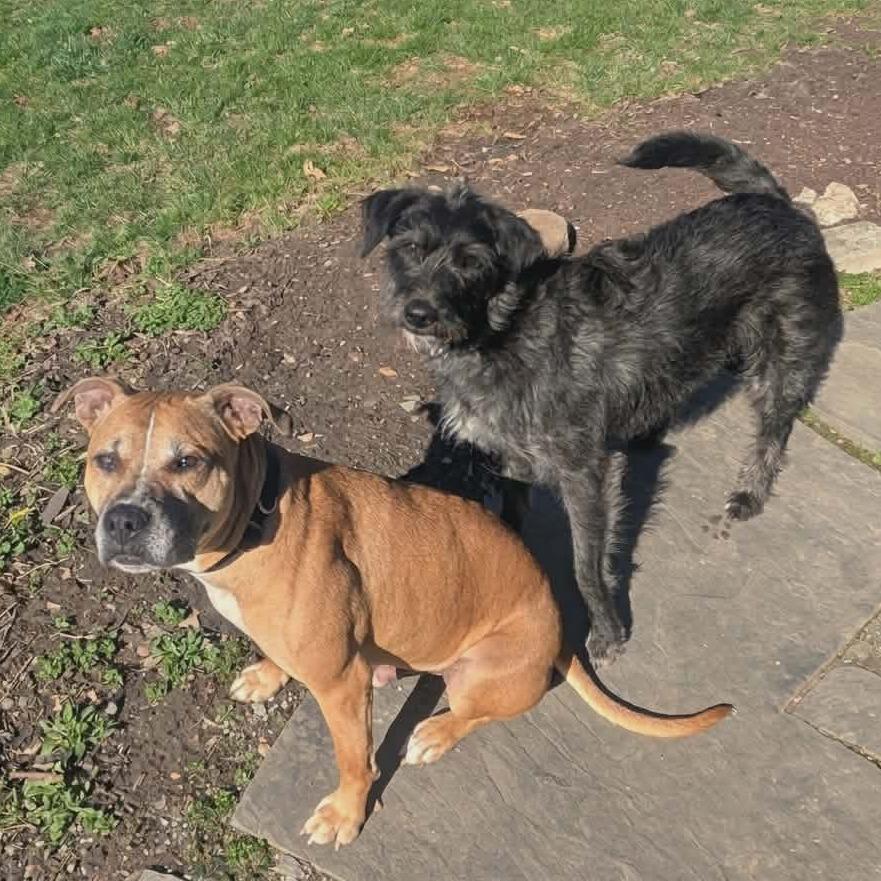 Enlarge Jaxi - Fee Sponsored + Free Training!, a Adoptable mixed breed in Ijamsville, MD image 3/6